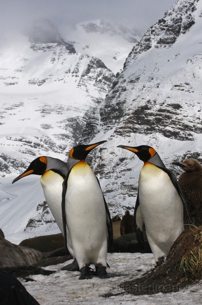 IMG_3791c.jpg - King Penguin (Aptenodytes patagonicus)